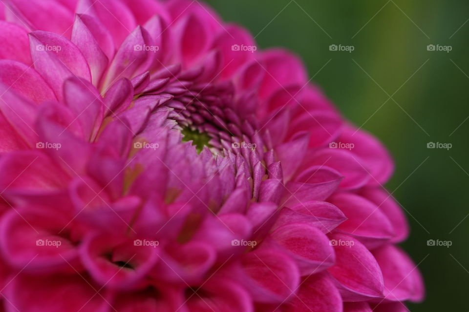 Purple Dahlia Flower. A close up of the intricate patterns of a dahlia flower