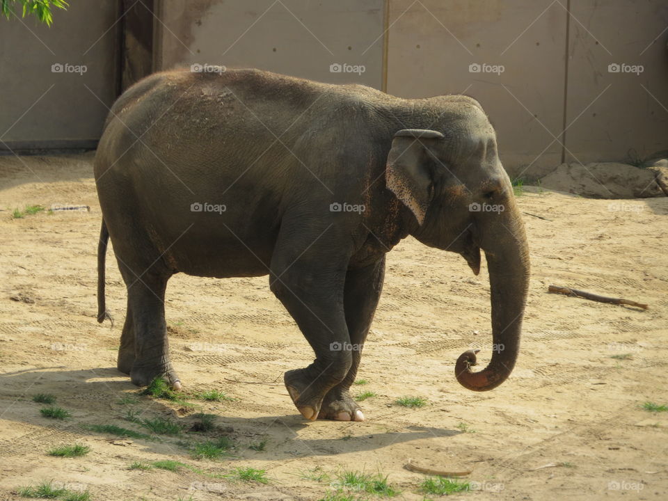 Asian Elephant at the Smithsonian National Zoological Park