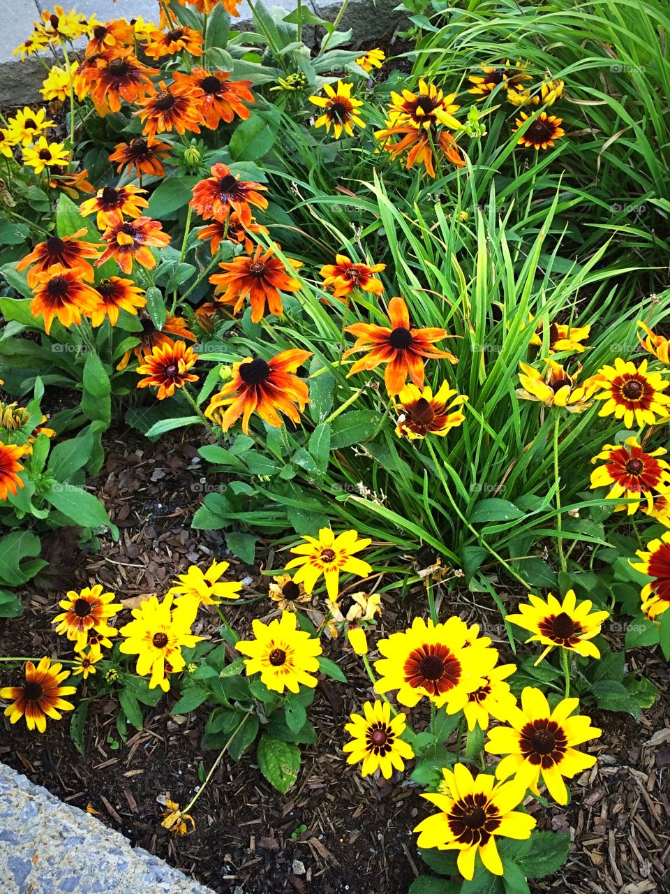 Rudbeckias