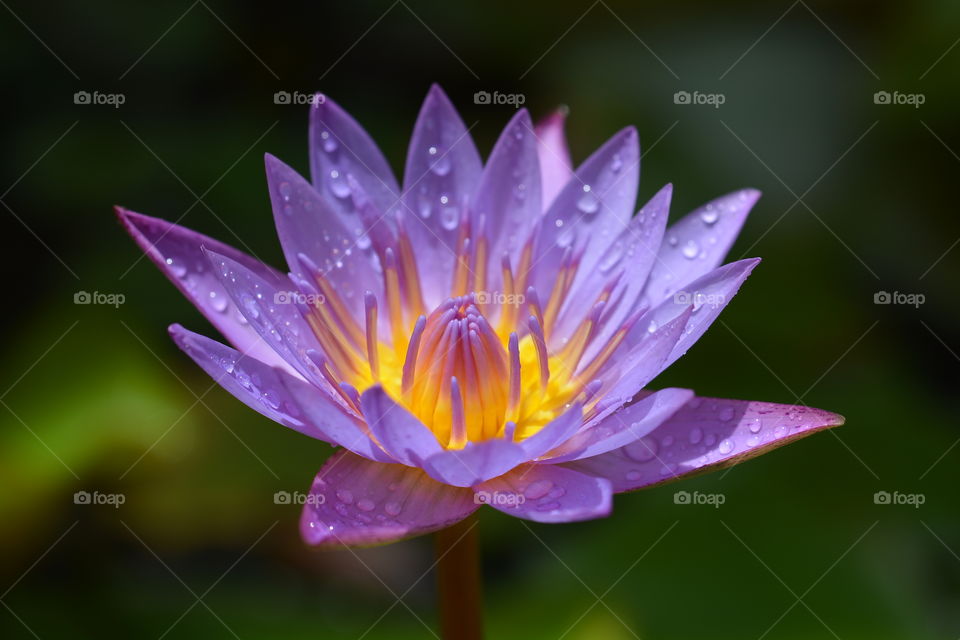 Purple lotus flower at a park 