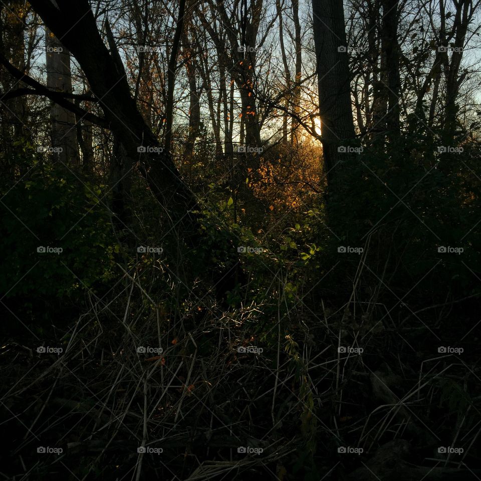 Dusk in autumnal forest