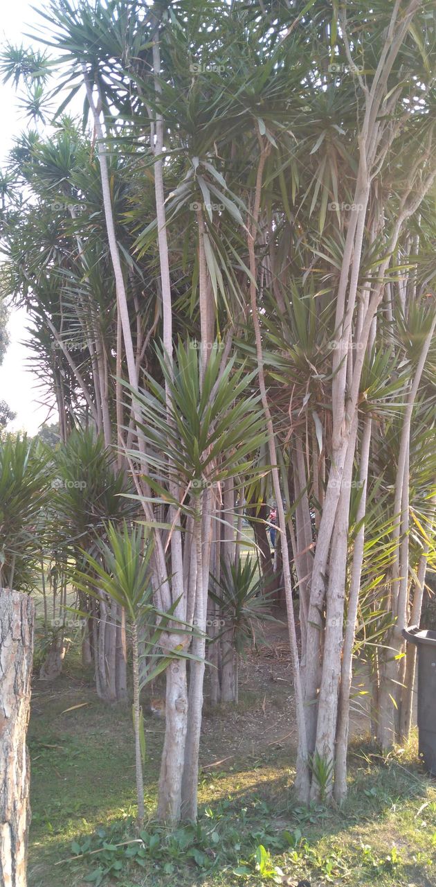 صور منطقة شجرية خيالية تستخدم للتصوير كخلفيات للافراح و مزار راح لمحبي التامل و مشاهدة الجمال الشجري والطبيعة
Pictures of a fictional tree area used for photography as wedding backgrounds and a shrine for lovers of contemplation and watching tree b