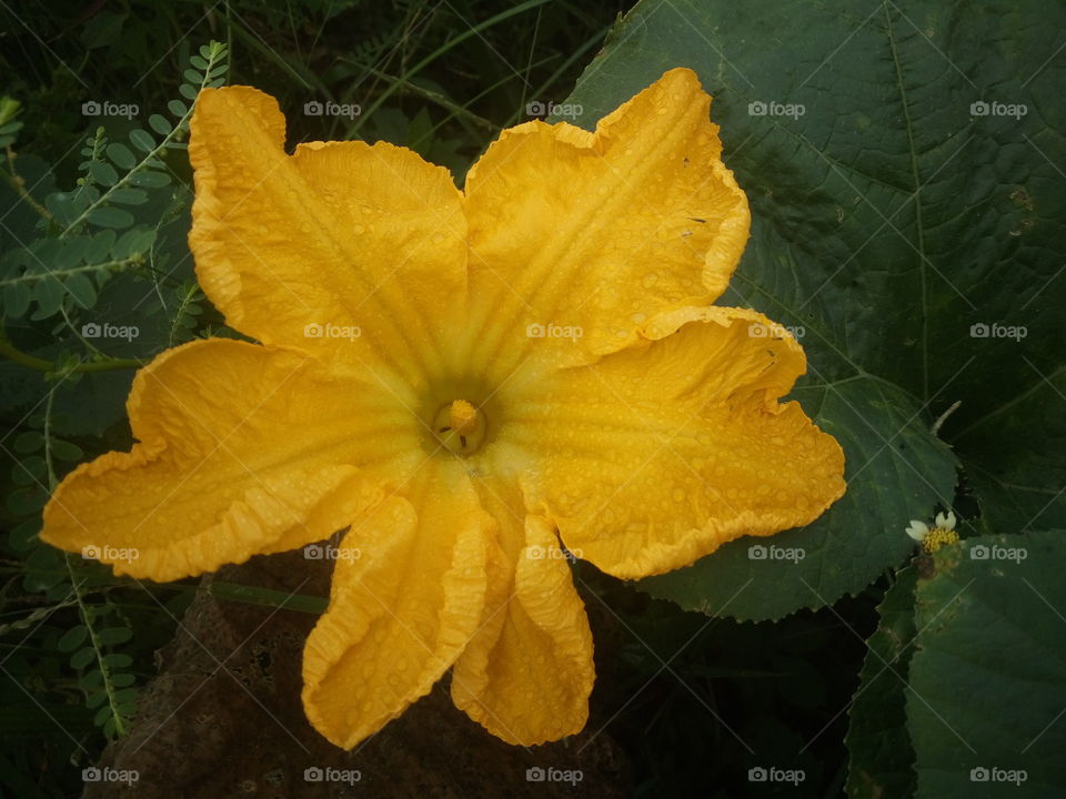 the most beautiful blooming yellow pumpkin flower in my farm