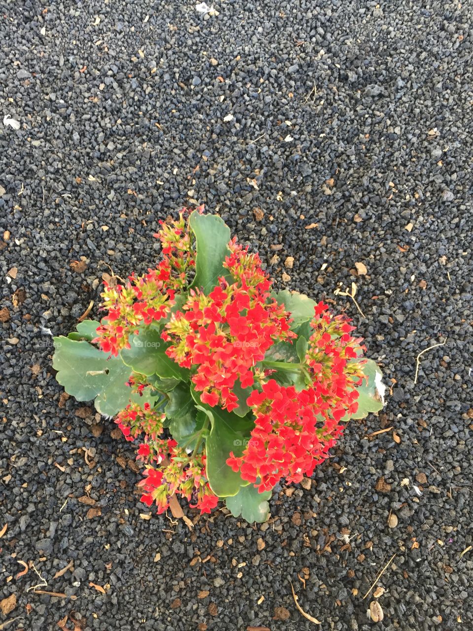 Flor 🌺 de Lanzarote Islas Canarias 