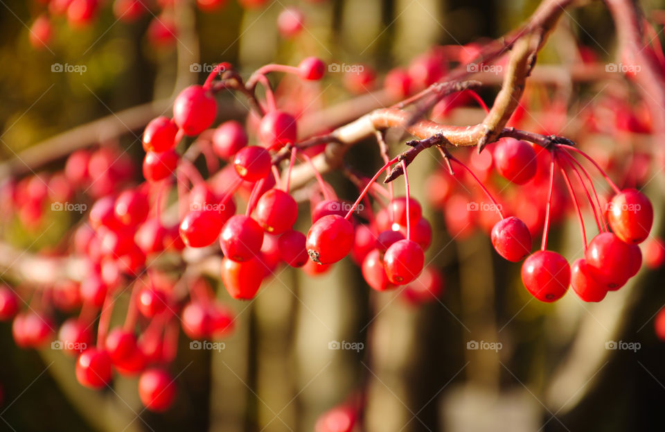 Close-up of red berries