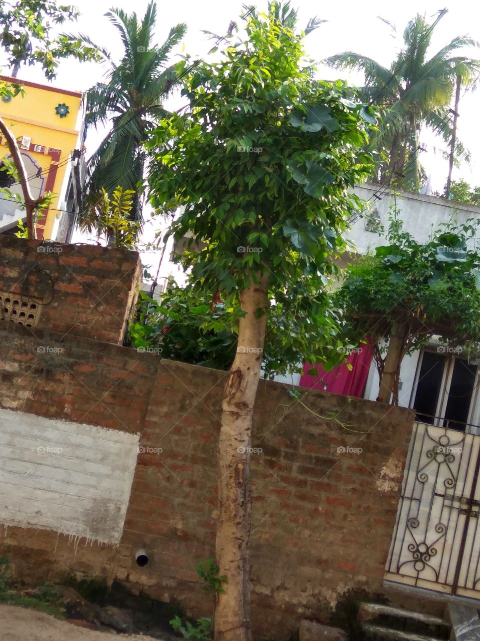 jest few month's becoming big tree