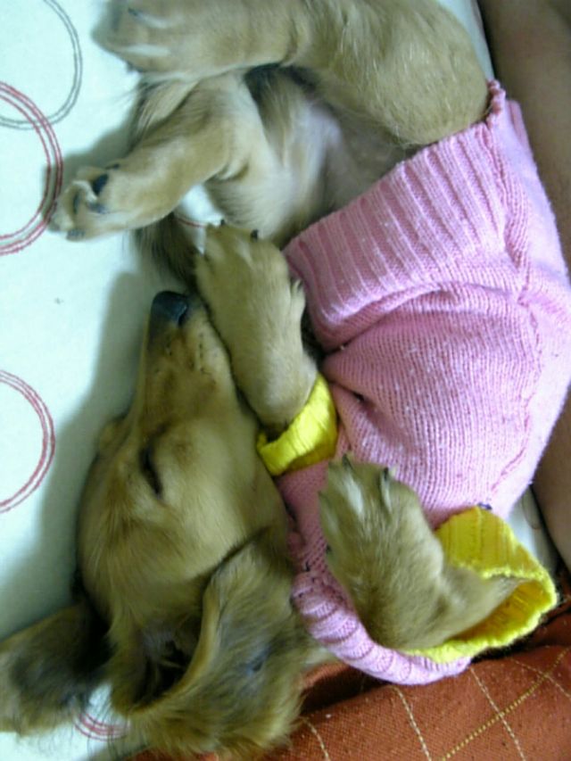 puppy