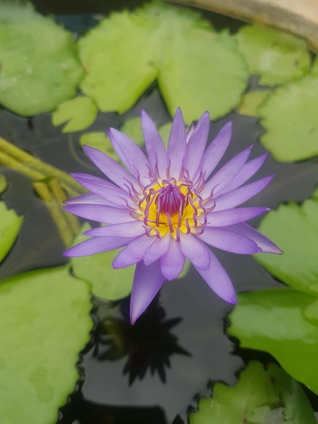colored lotus