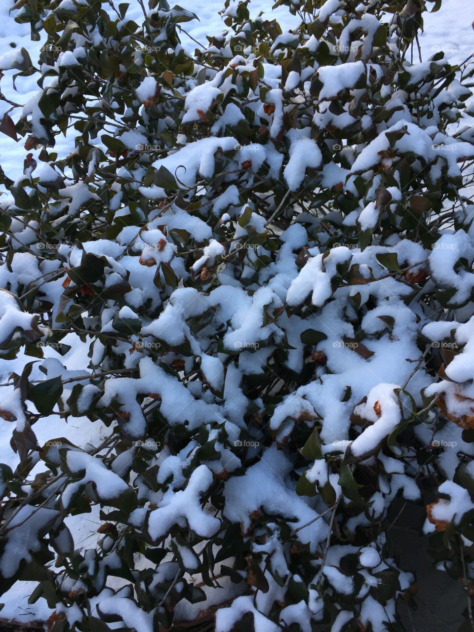 Snow on bush