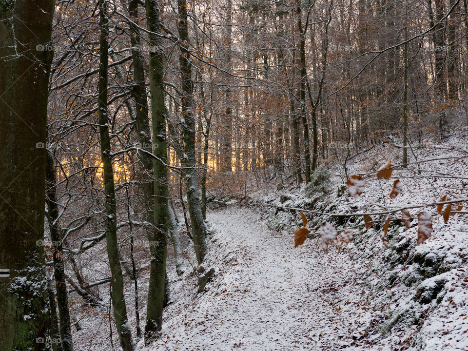 first snow on a forest path
