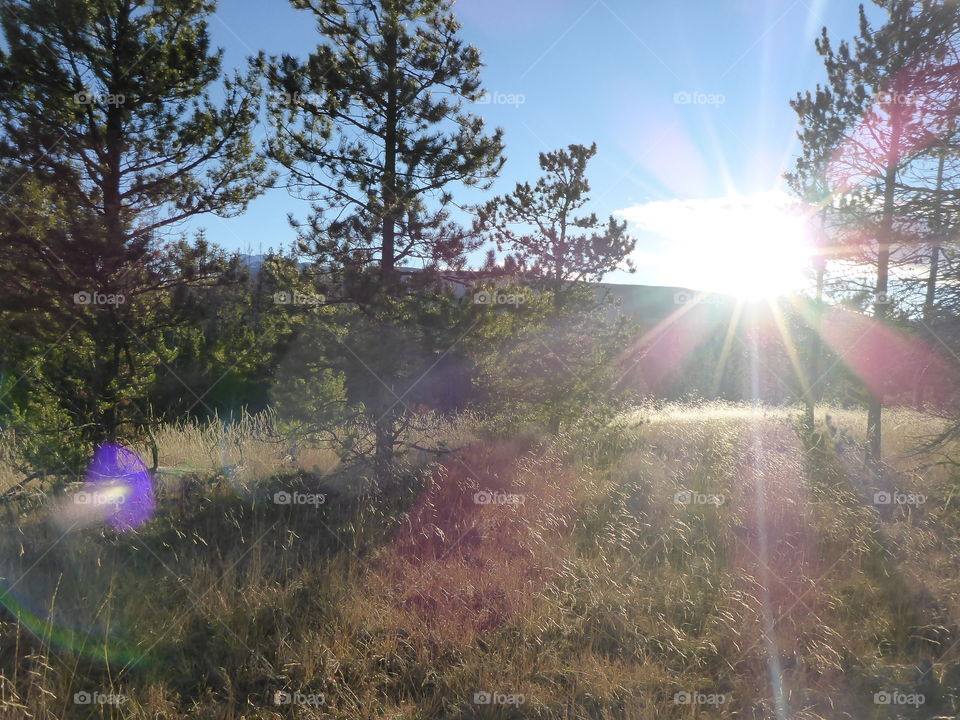 Sun rays on pine forest, Chilcotin