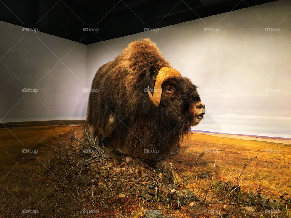 Muskox 