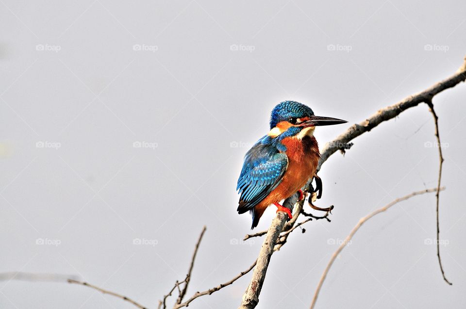 a colourful bird