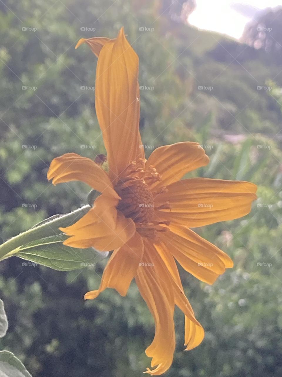 Girassol com pétalas simples. Arbusto de girassol com flor em destaque.