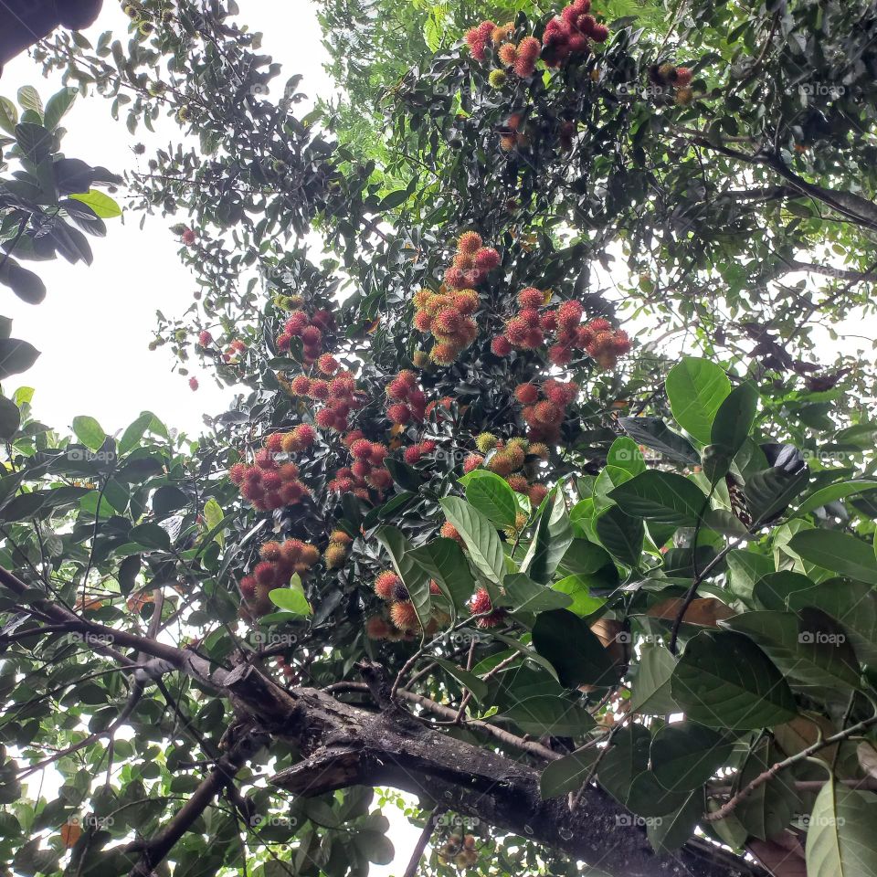 The rambutan tree bears a lot of fruit and is ready to be harvested