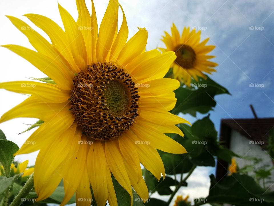 The beautiful sun flower

location : Yogyakarta, Indonesia