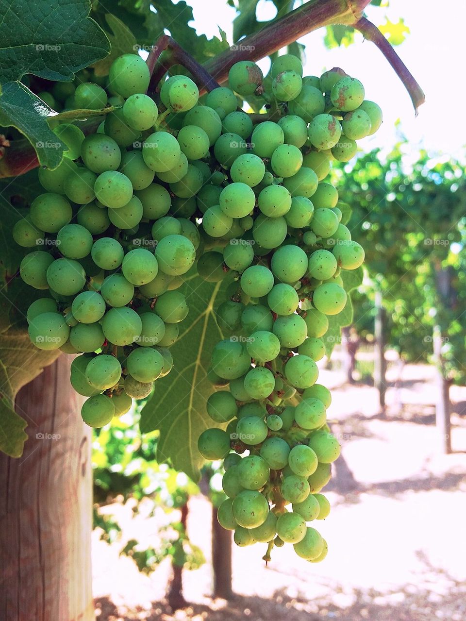 grapes