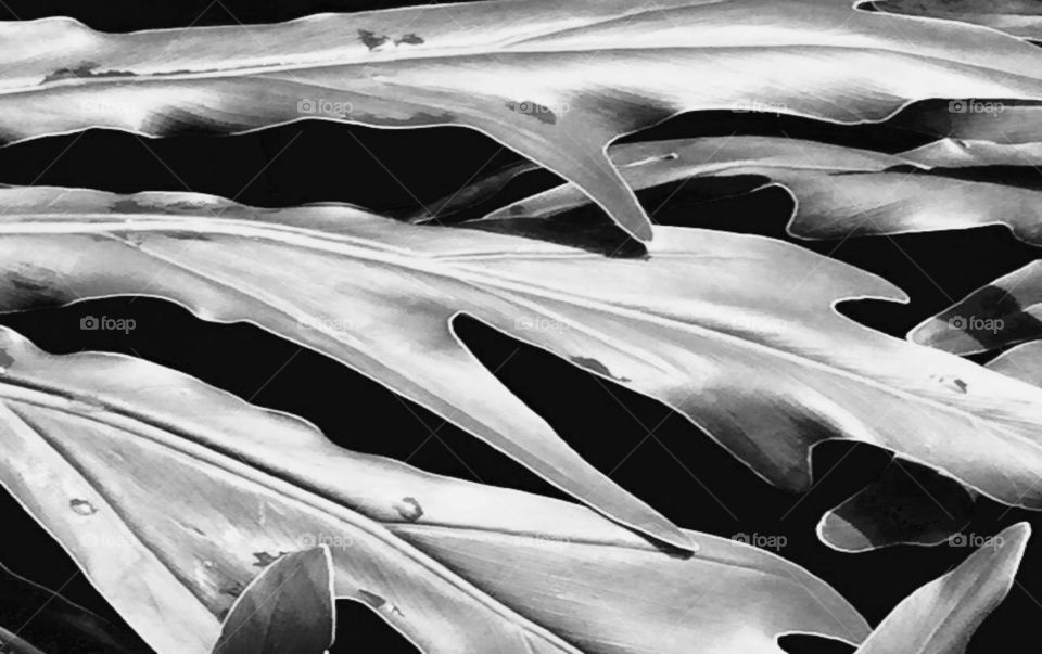 Leaves blac and white