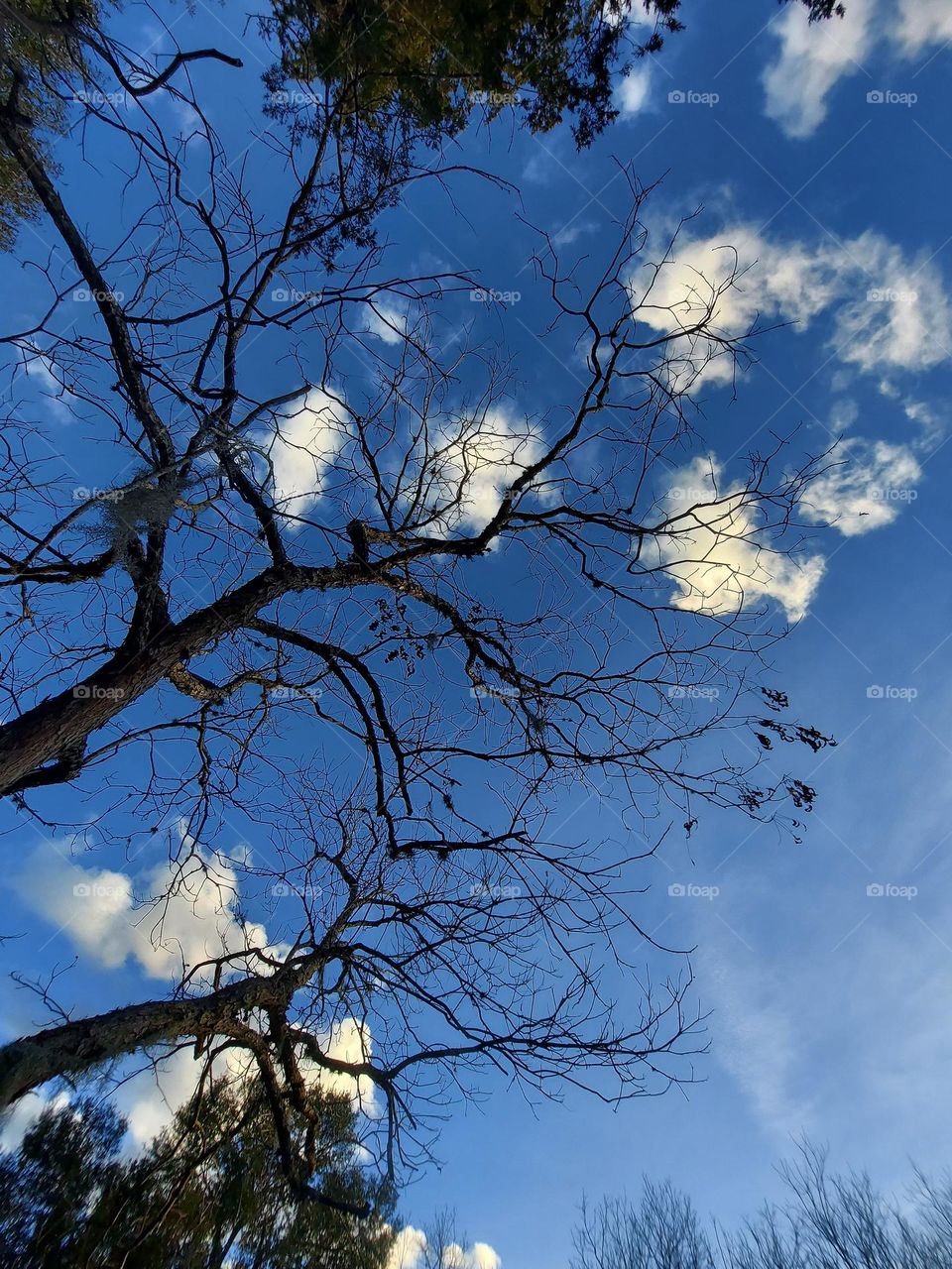 Beautiful Blue Sky with White Clouds and TreeLine !
