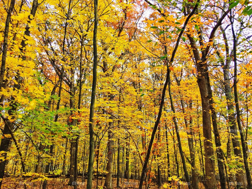 Colorful world of trees