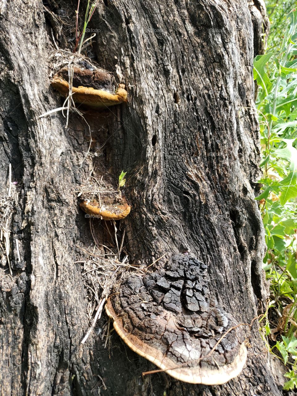 Three mushrooms on dead tree stump/base.