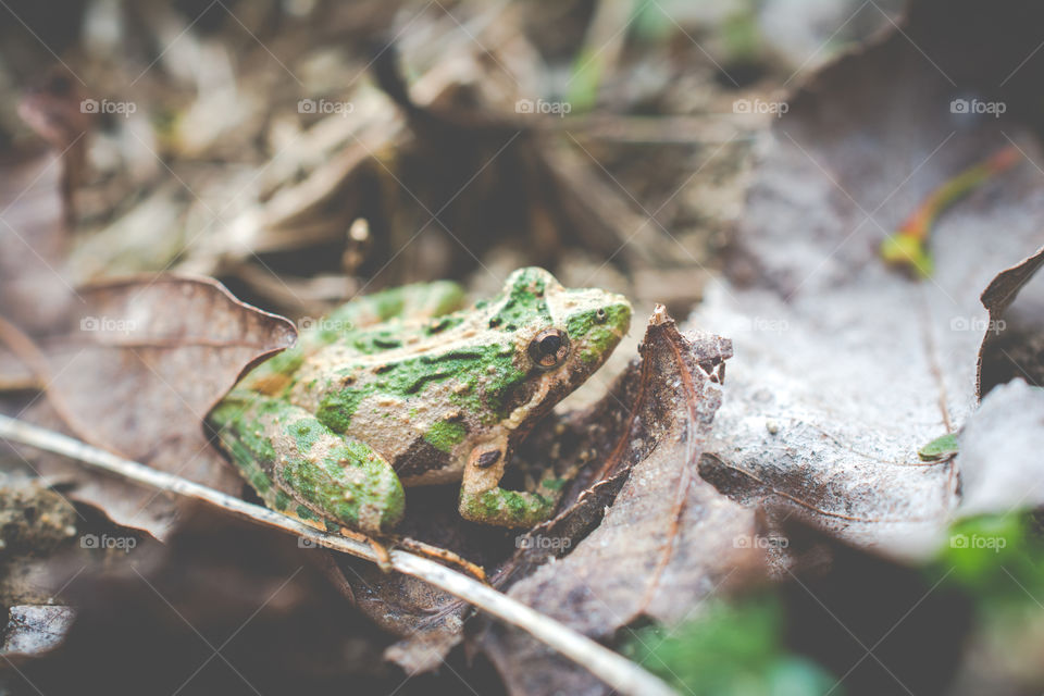 Tiny Tree Frog on the Ground 2