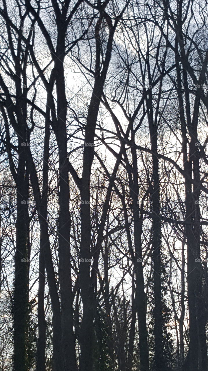 late evening trees