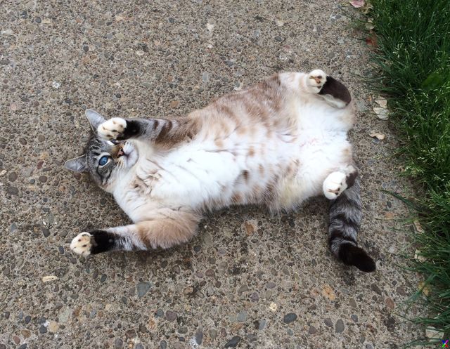Summer Pets, cat