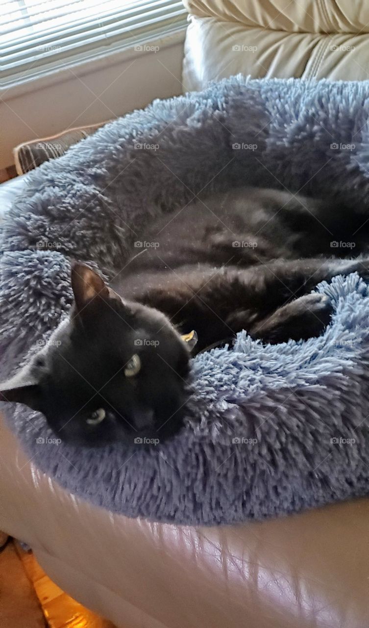 Black kitty stretched out in her new bed that's on the couch near a window casting natural light.