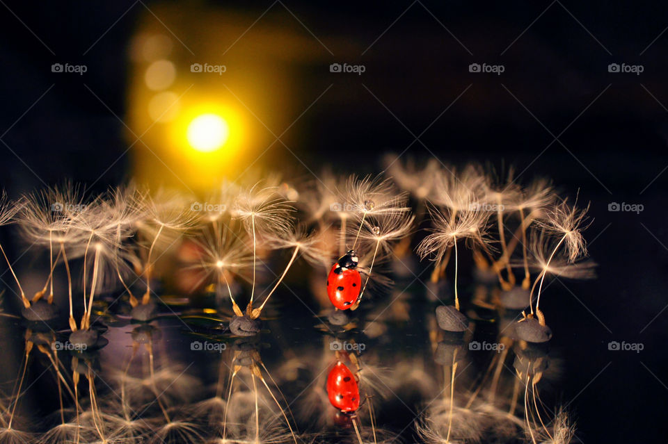 forest from dandelions