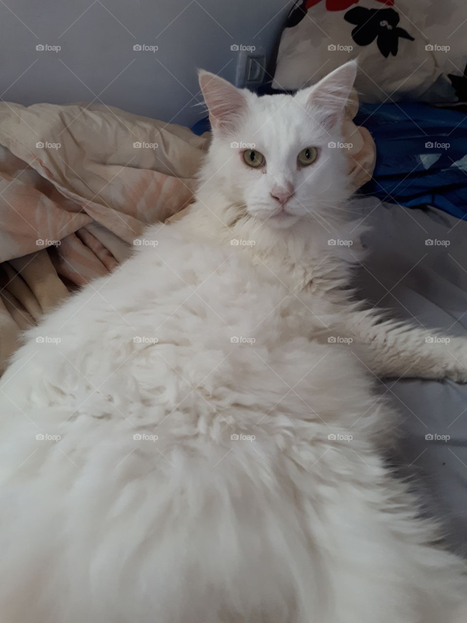 Fat White Maine Coon Cat