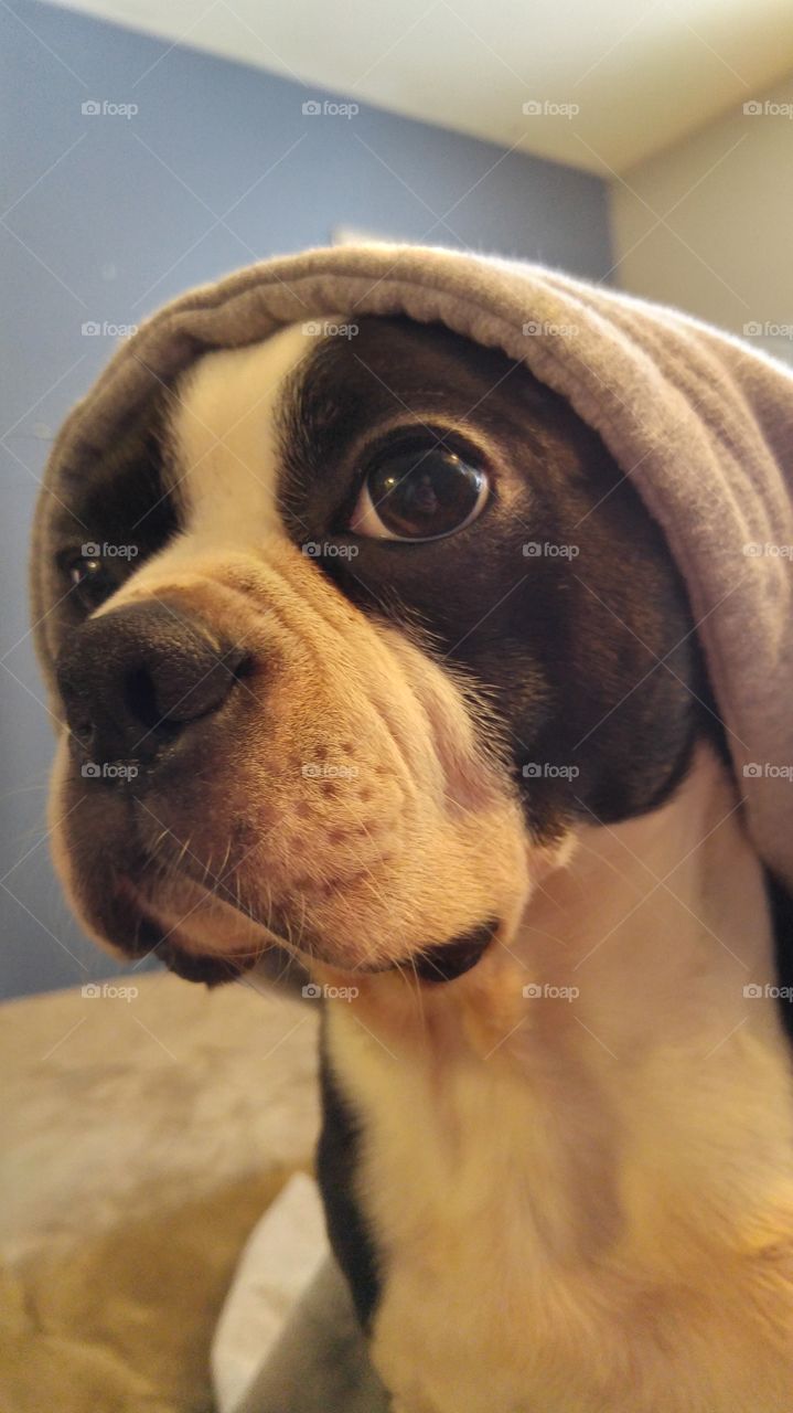 Boston terrier in a hoody