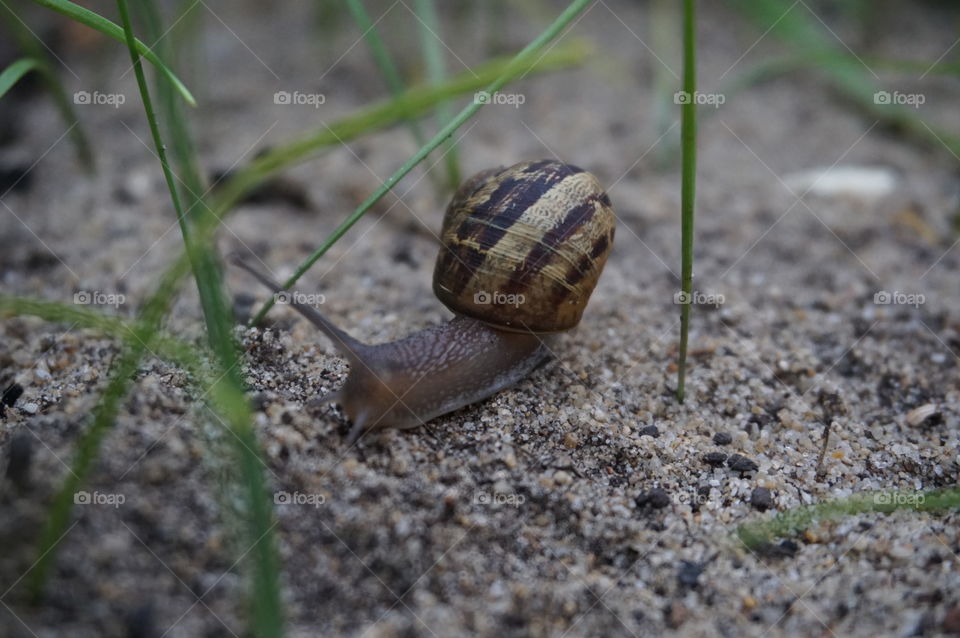 snail