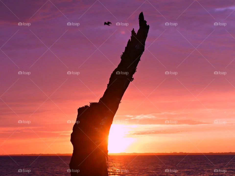 An eagle flies high in the mauve colored sky. The sun explodes above the horizon and the rays peek around silhouetted tree