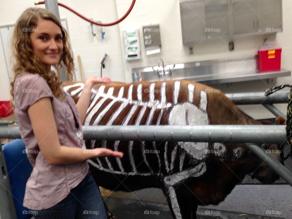 Bones painted on live cow