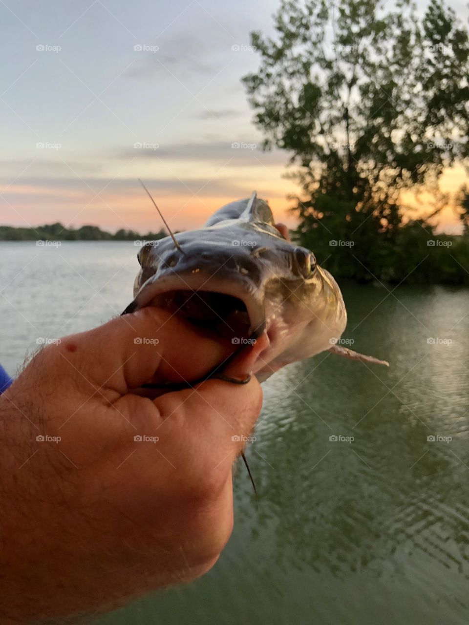 Cat fish caught at sunset 