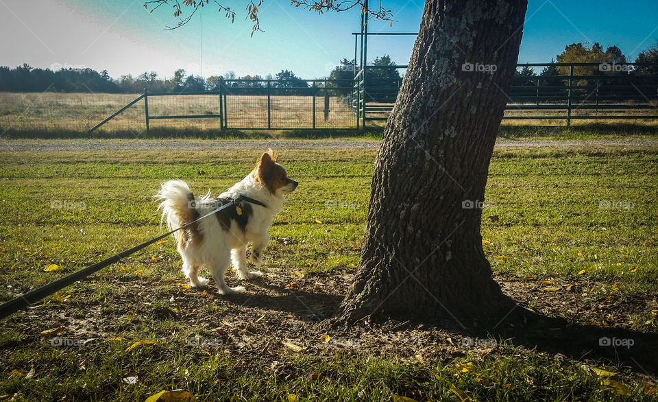 Morning Walk