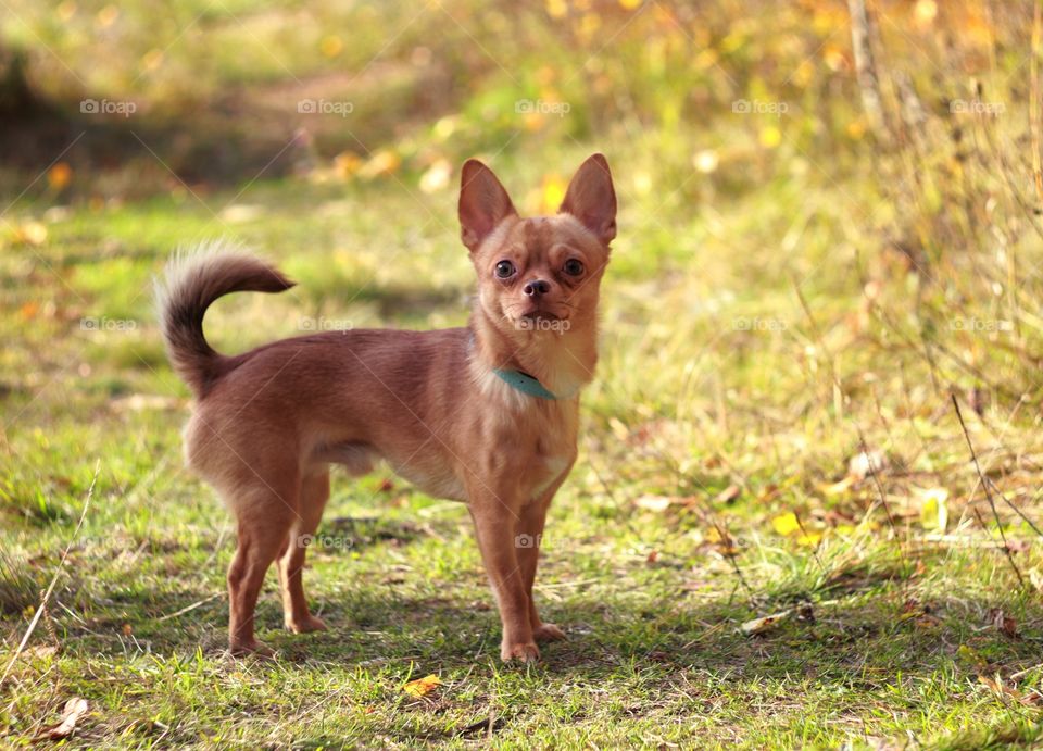 Small dog chihuahua 