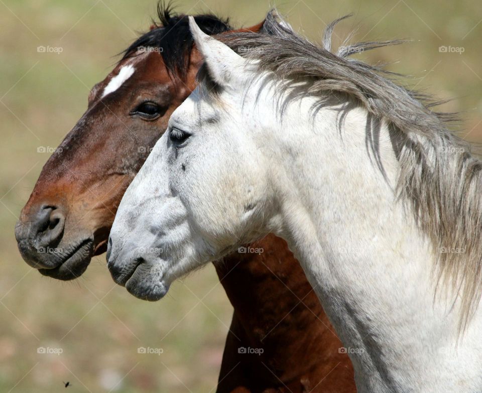 Salt River Wild Horse Friends
