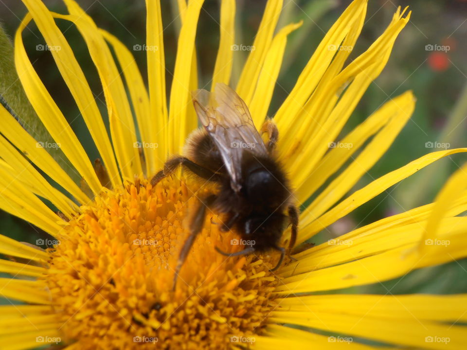 Bee Gathering Nectar