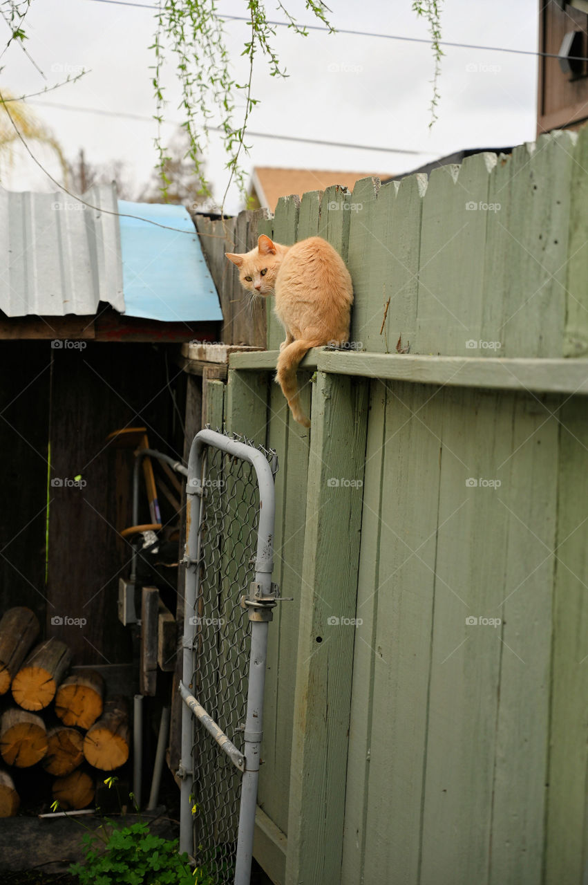 Grandma's pet cat on the fence 