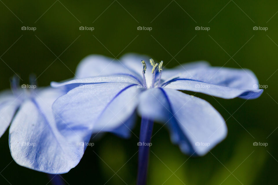 Blue! Macro image of tiny blue flower and pollen against green background