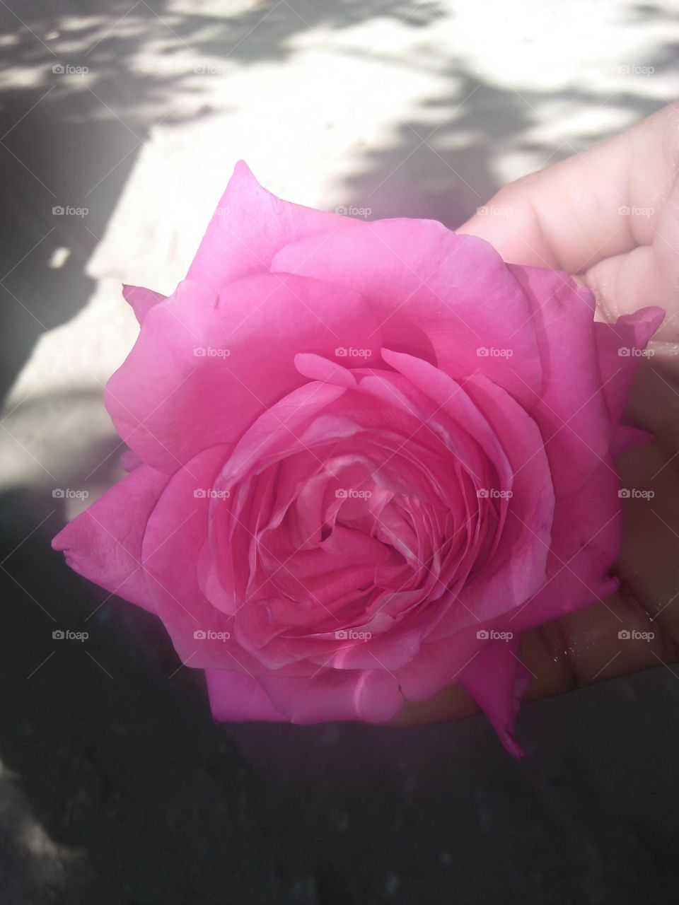 A beautiful pink Rose