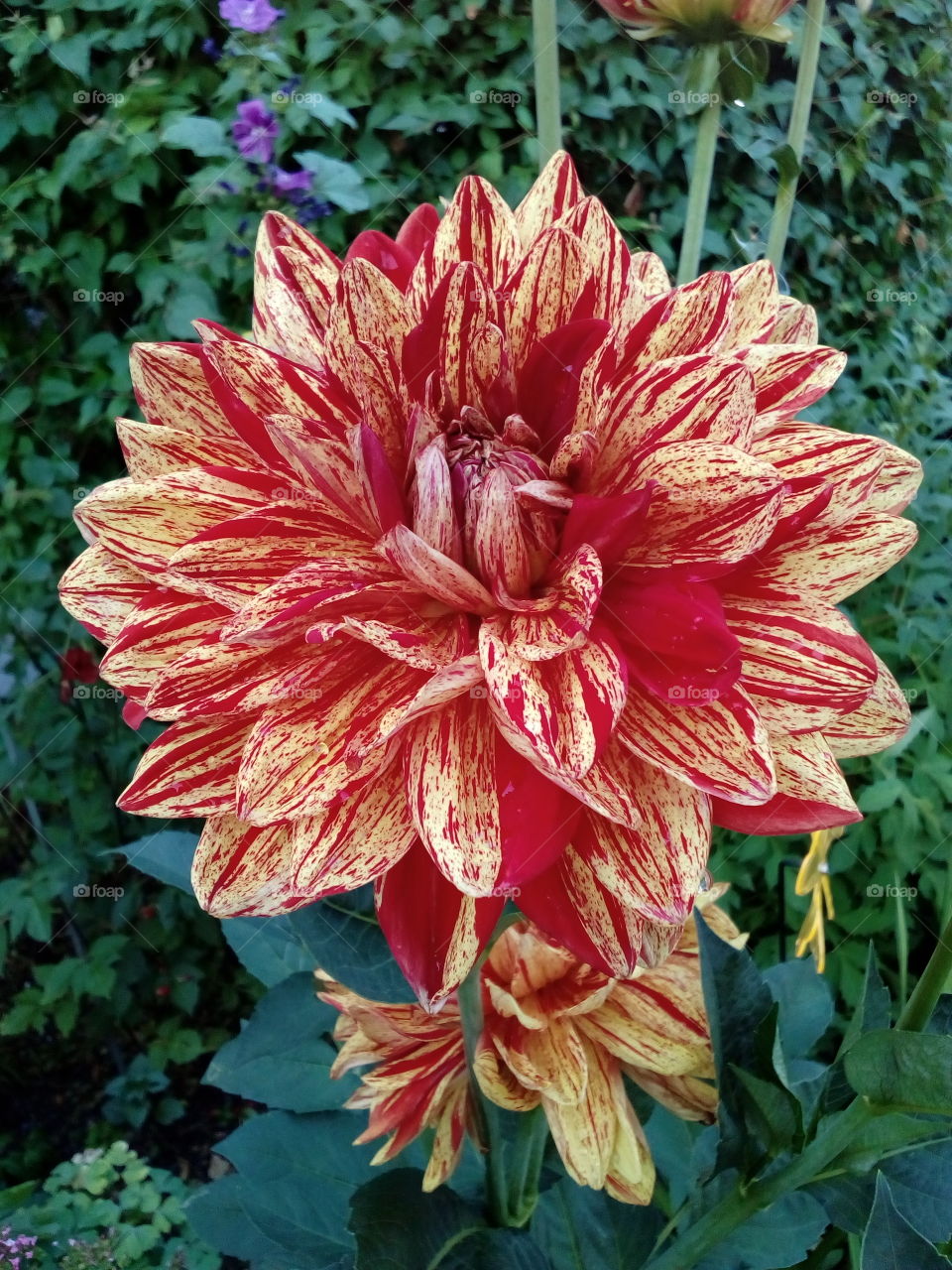 colorful flower in summer time