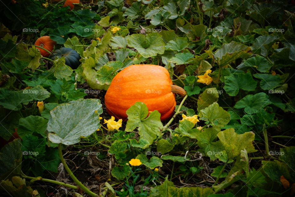 Pumpkin grown at Horniman museum gardens 
