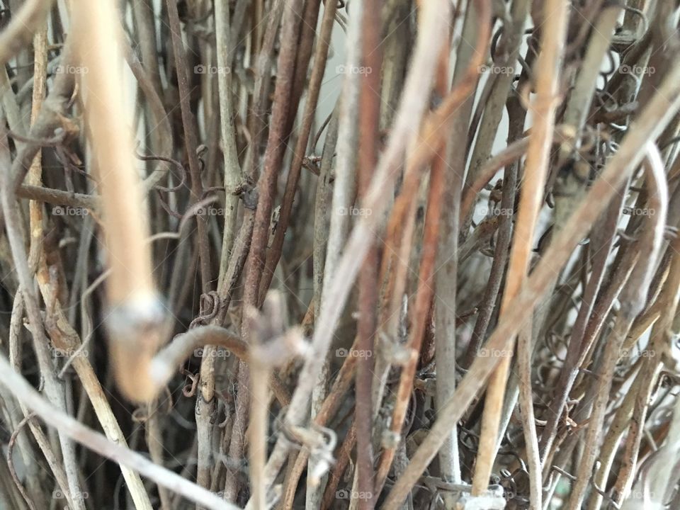 Up close bamboo
