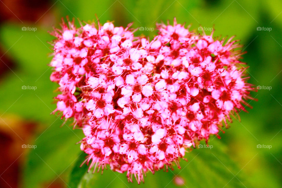 nature red plant blossom by feerglas