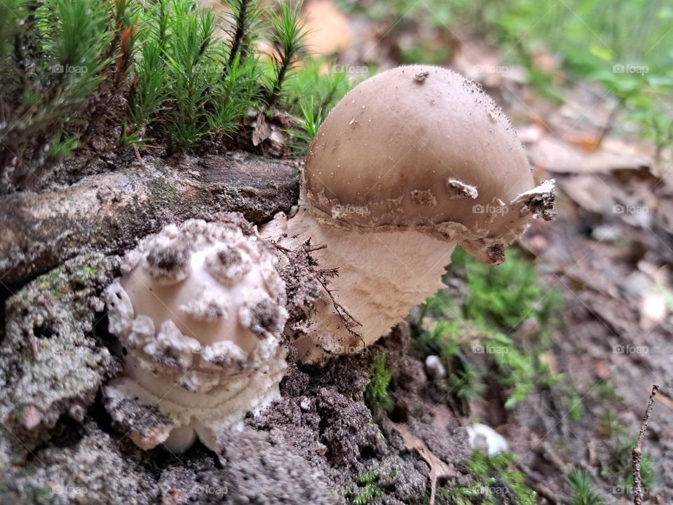 It all starts from a little knob...