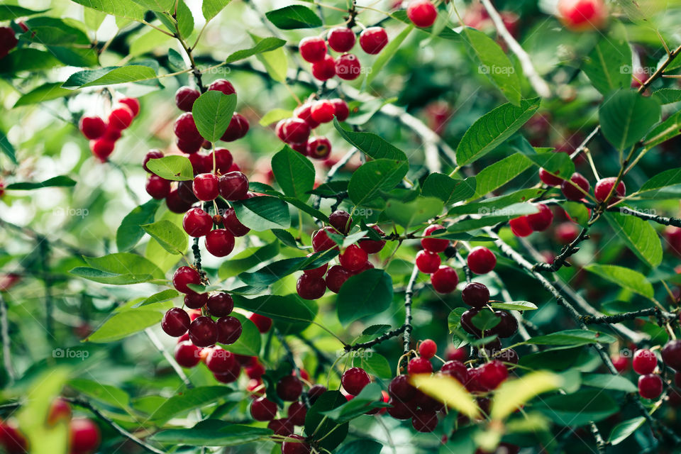 Closeup of ripe red cherry berries on tree among green leaves