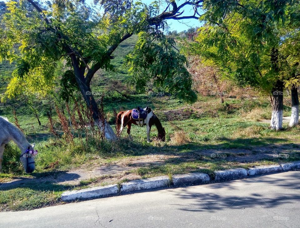 a horse grazing in a park not far from the sea